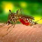 Brasil passa de 1,8 milhão de casos de dengue nas primeiras 11 semanas de 2024 e bate recorde histórico