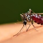 Brasil tem 1,8 milhão de casos de dengue em 2024 e bate recorde histórico