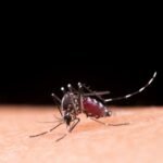 Cinco novas mortes por dengue são confirmadas no Sul do Rio