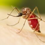 Estado de SP registra 91 mortes por dengue e mais de 259 mil casos da doença neste ano