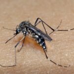 Sobe para 59 número de mortes por dengue na Bahia; epidemia abrange 256 municípios