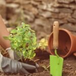 Jardinagem é uma ótima atividade para a saúde; conheça os benefícios para a mente e o corpo