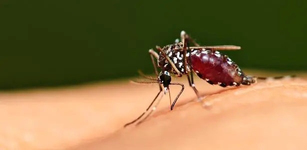 Niterói reduz casos em 70% com bactéria em mosquitos